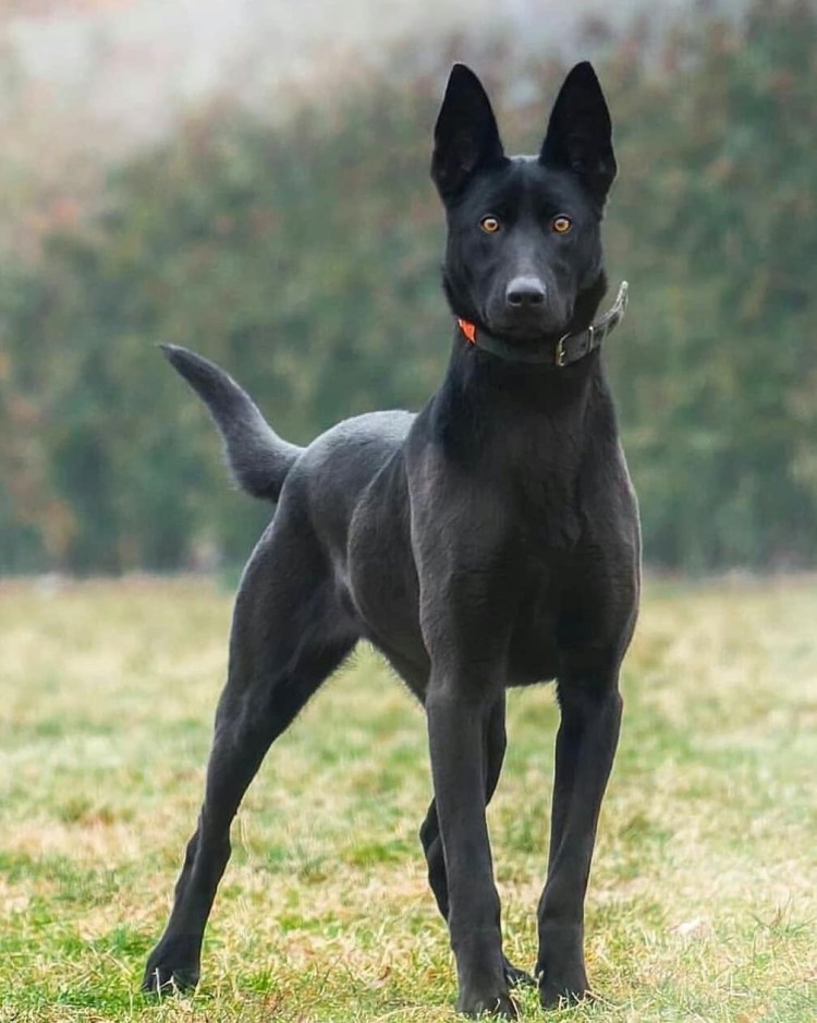Доберман бойцовская