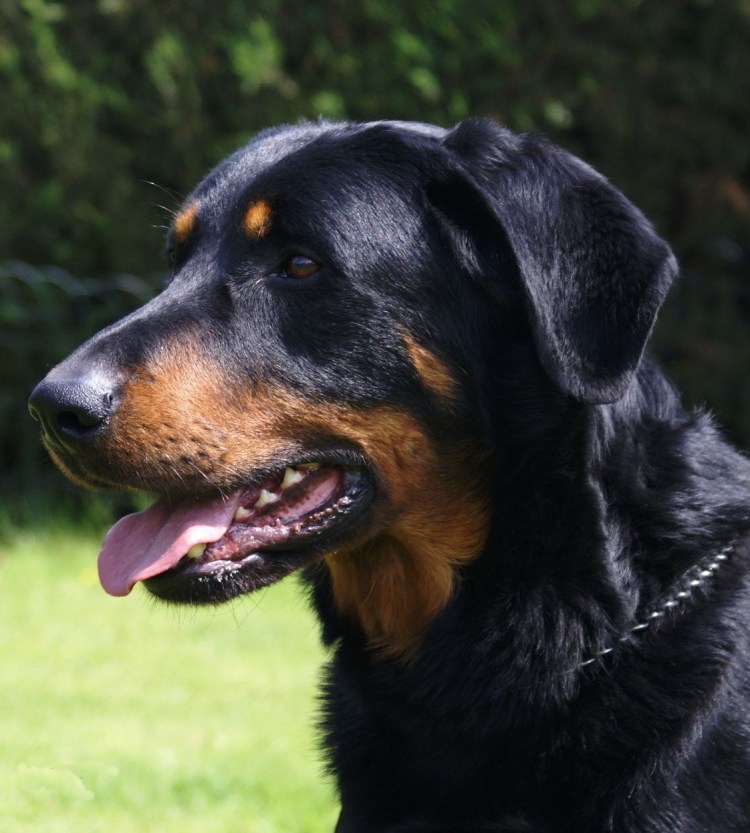 Базирон собака