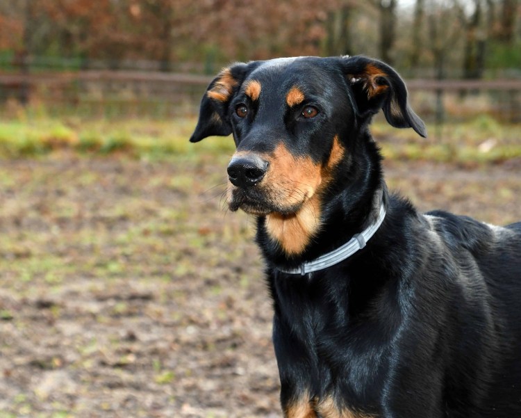 Овчарка грюнендаль