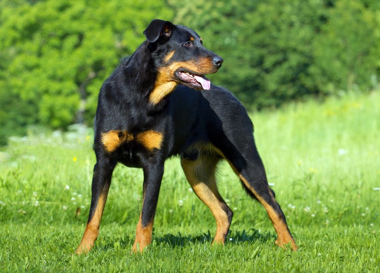 Босерон стандарт породы FCI