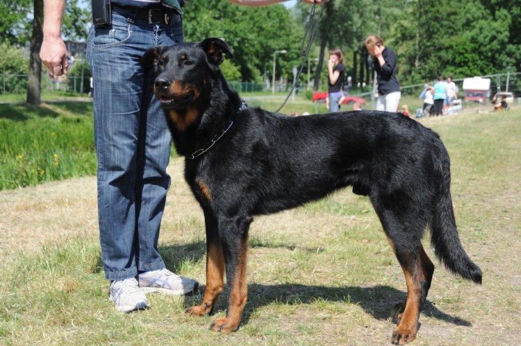 Босерон голубоглазый мраморный