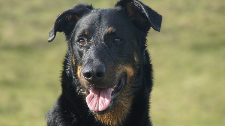 Босерон собака