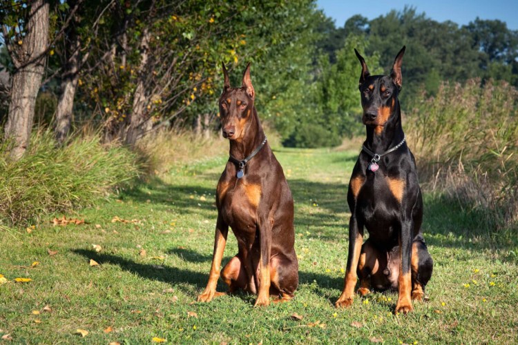 Гончая с длинной шерстью