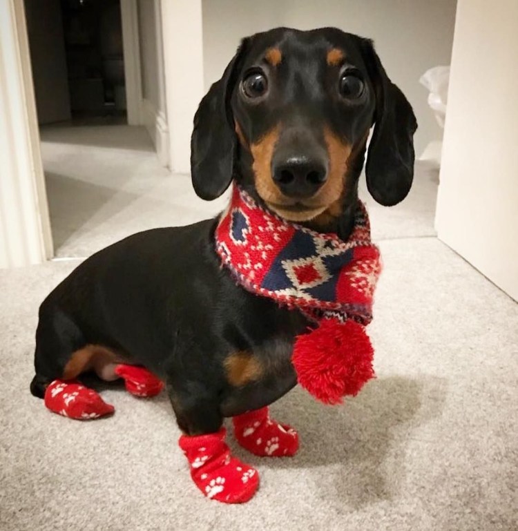 Thom Browne сумка такса