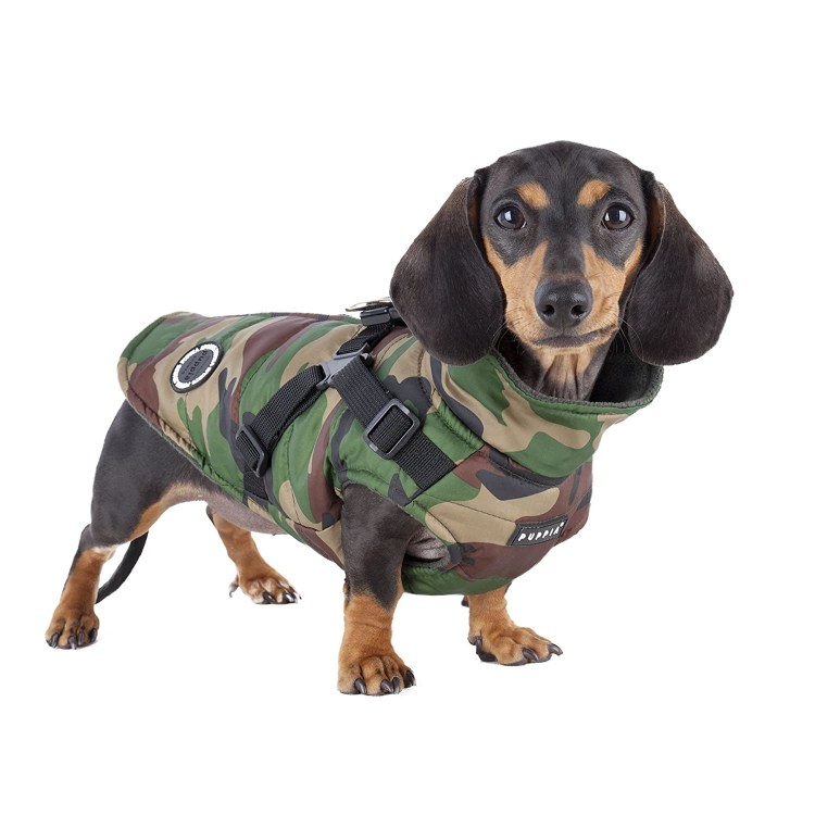 Ирландский сеттер в шапке