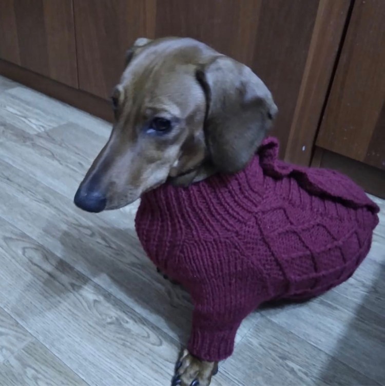 Одежда для такс ИП Радченко