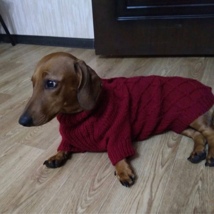 Свитер для таксы