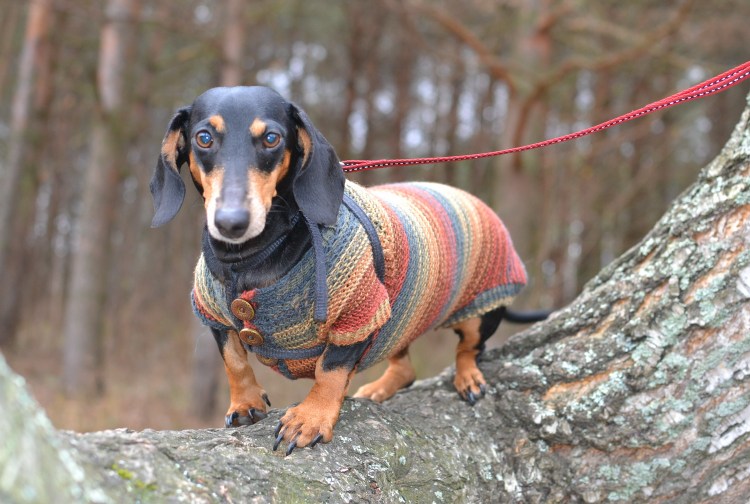 Одежда для таксы