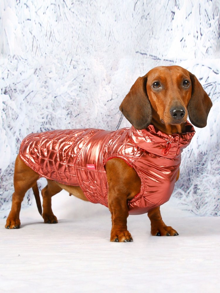 Свитер для таксы