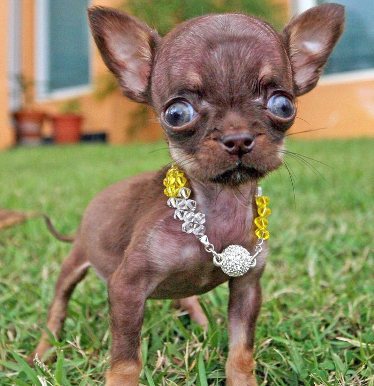 Чихуахуа мини пучеглазые