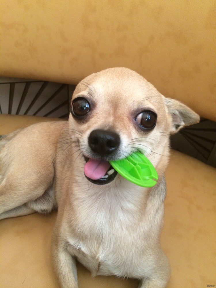 Собака злая чихуахуа чихуахуа