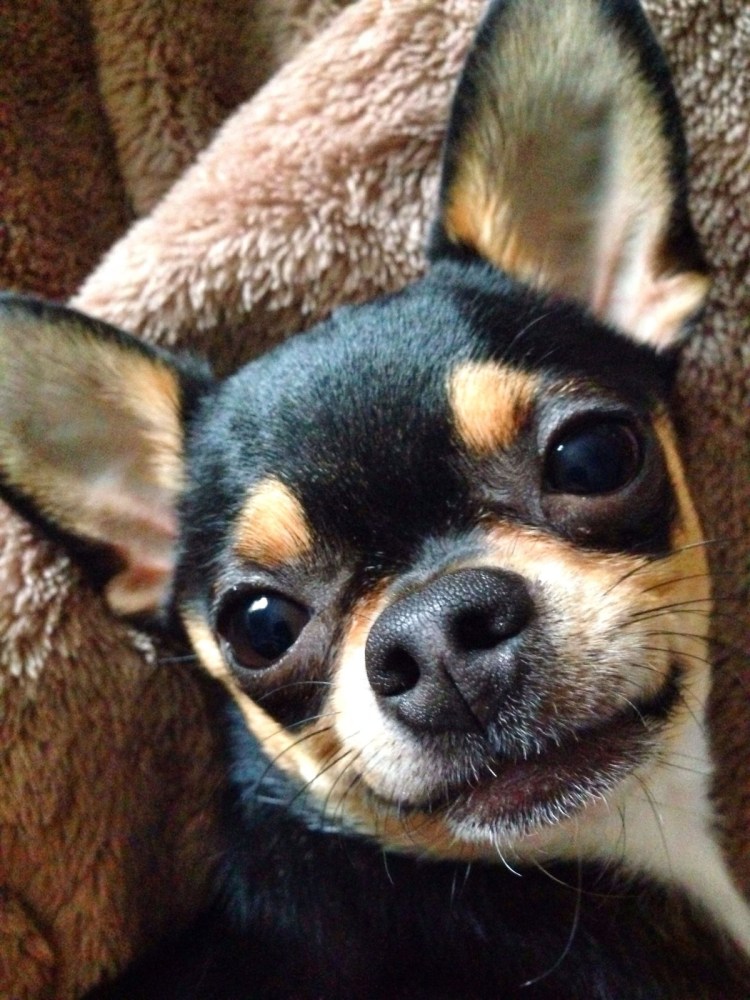 Чихуахуа Пучеглазик