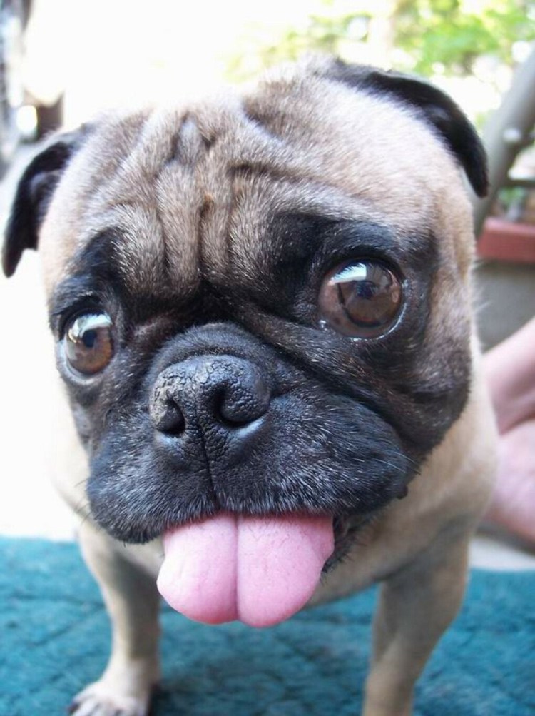 Мордочка чихуахуа