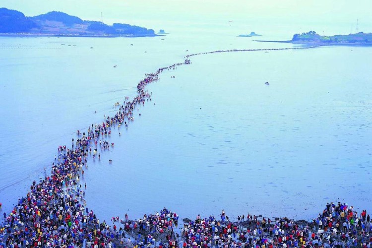 Кишу-ину порода