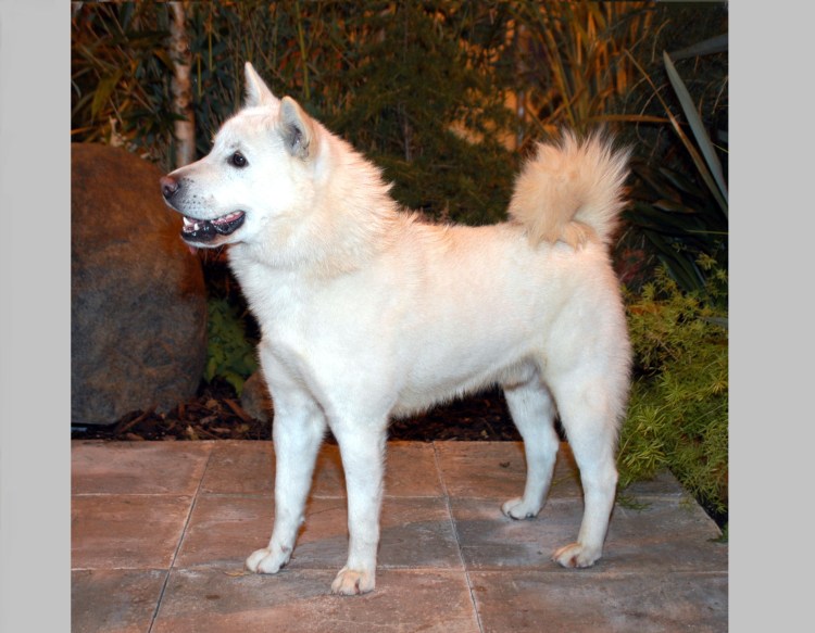 Корейский Чиндо порода собак