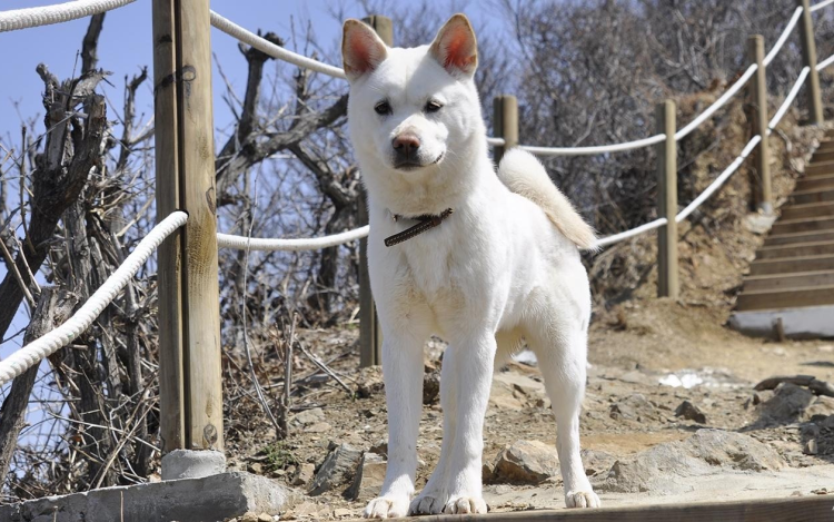 Чиндо груминг