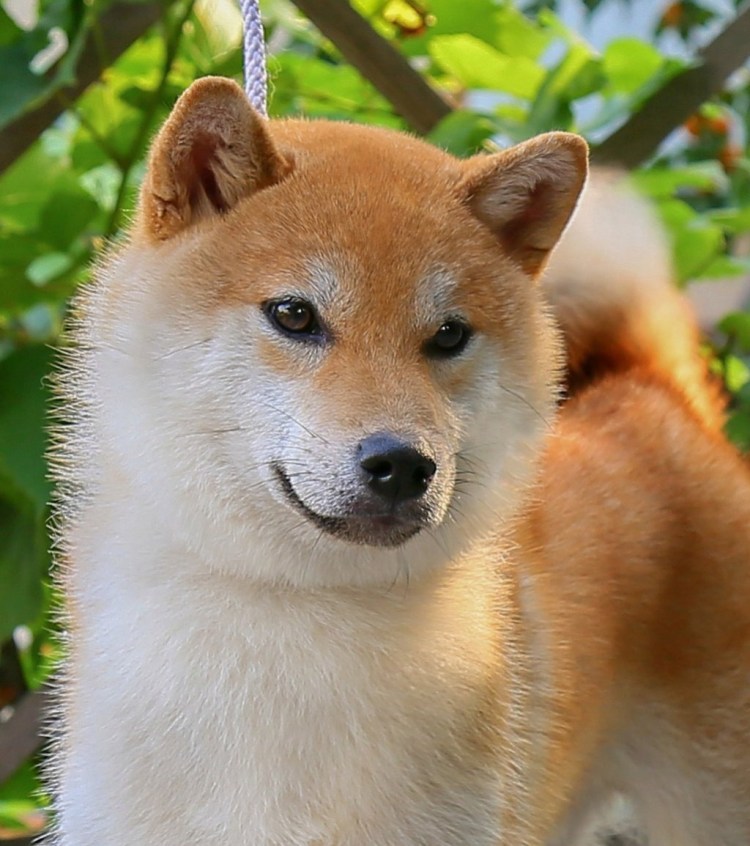 Чиндо порода