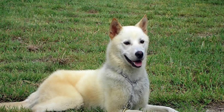 Порода Джиндо