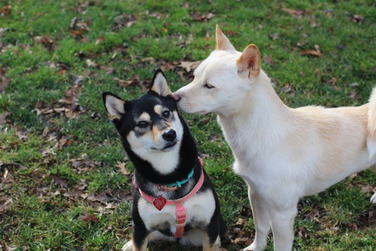 Корейский Джиндо щенок