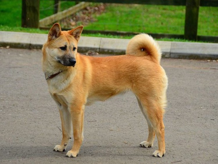 Korean Jindo Dog 2022 Silver