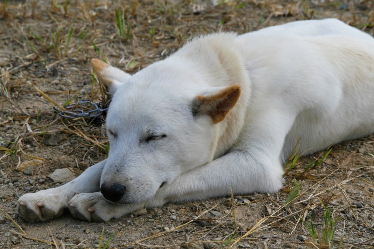 Чиндо порода собак