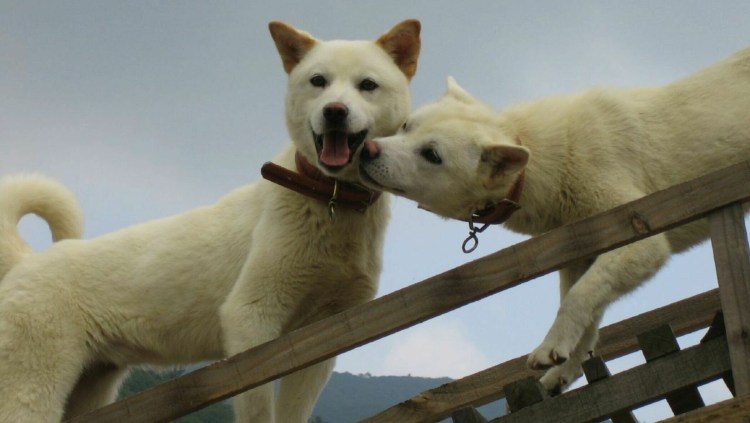 Остров Чиндо Моисеево чудо