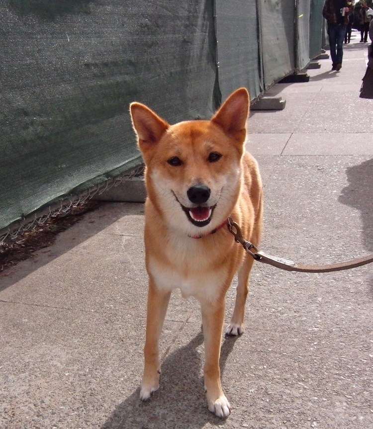 Корейский Джиндо стойка