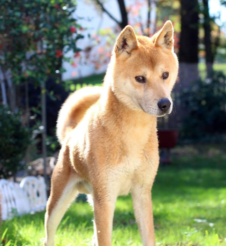 Сиба ину белая