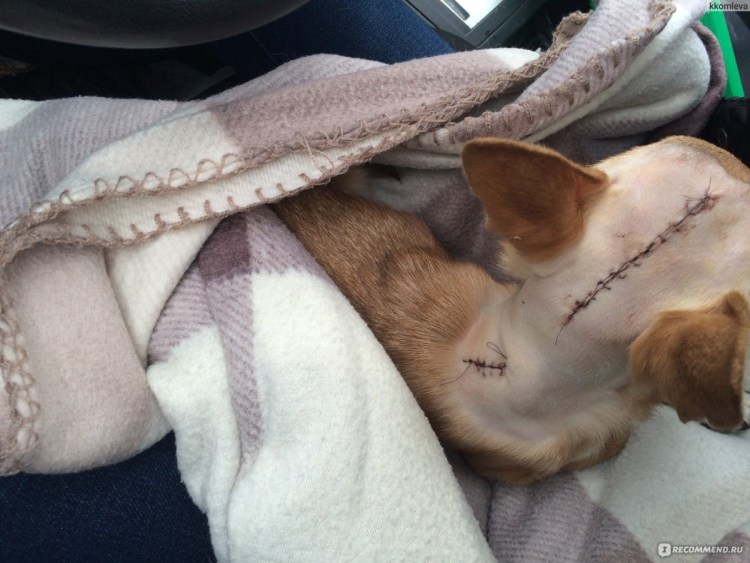 Собака с хвостиком