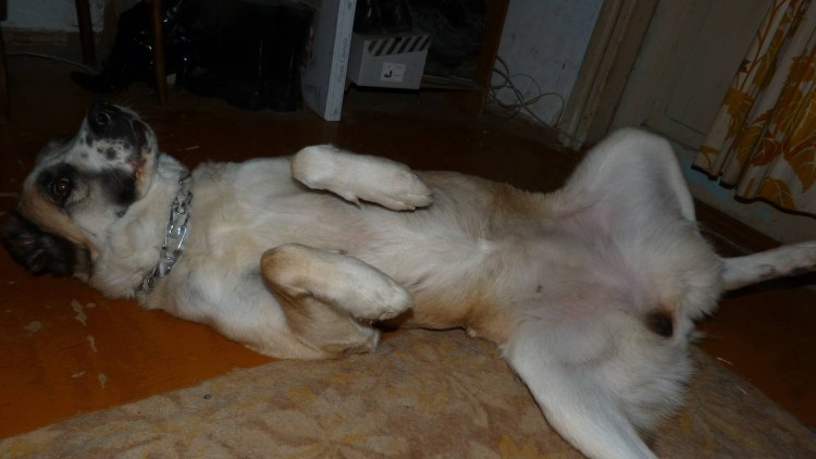 Течка у кокер спаниеля первая