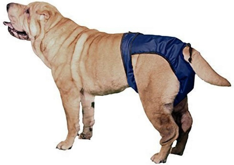 Лжебеременность у собак