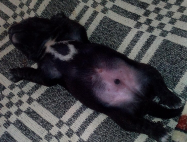 Собаки слипаются при спаривании