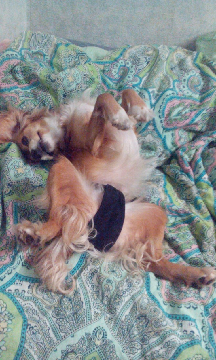 Течка у фокстерьера