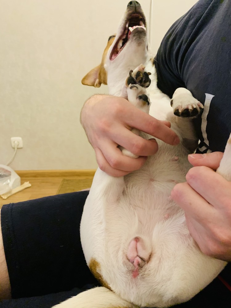 Опухоль молочных желез у собаки