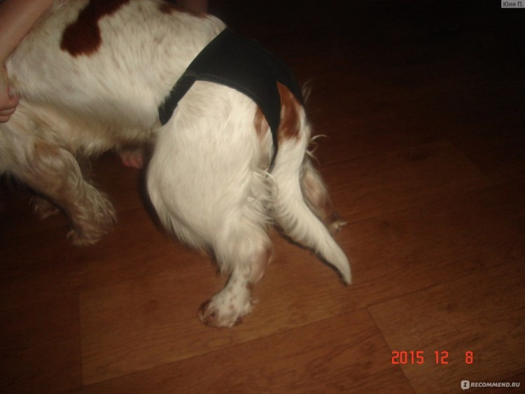 Памперсы для собак сучек