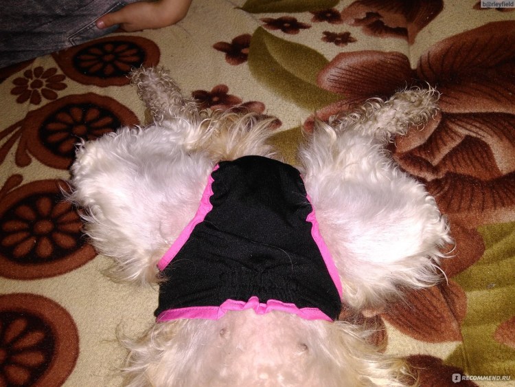 Собаки плодятся