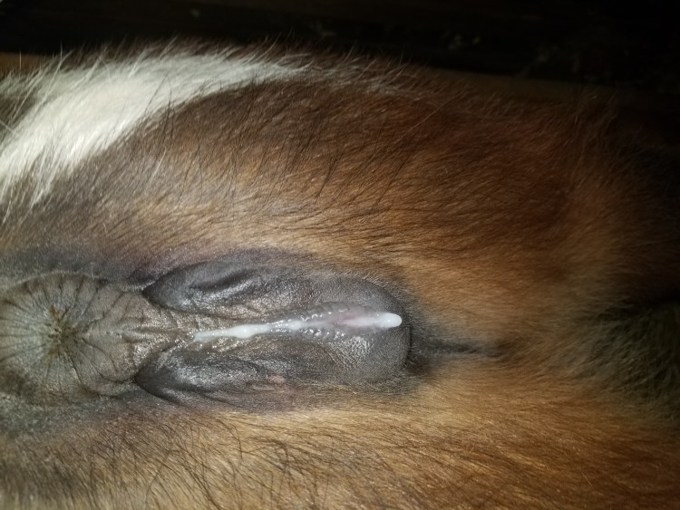 Шпицы спариваются