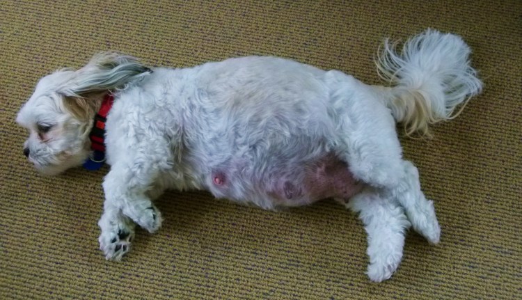 Шишечки на лапе у собаки