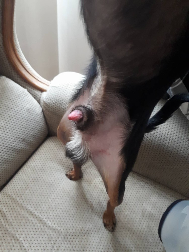 Течка у собак периодичность