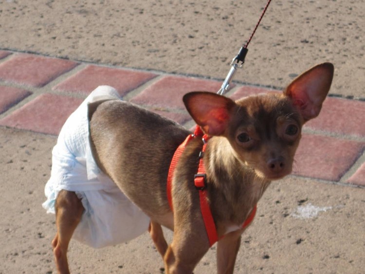 Пубертатный собаки