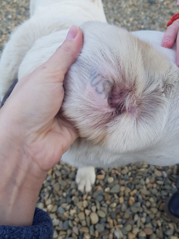 Собаки обнюхиваются