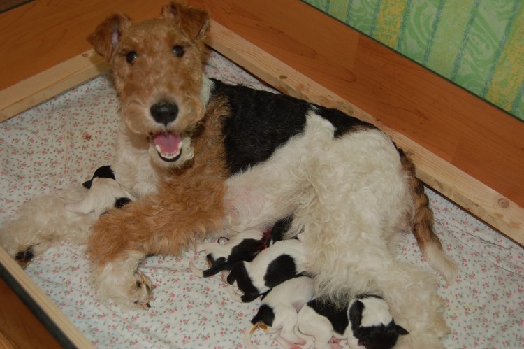 Беременная собака Бигль