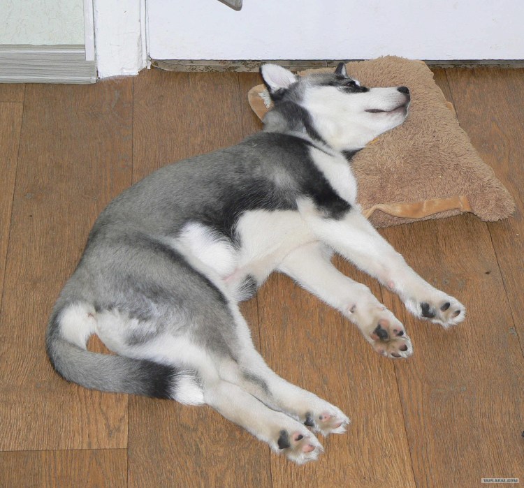 Трусы для собак лабрадоров