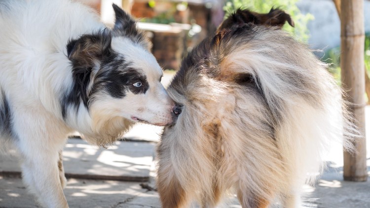 Периоды течки у собаки корги