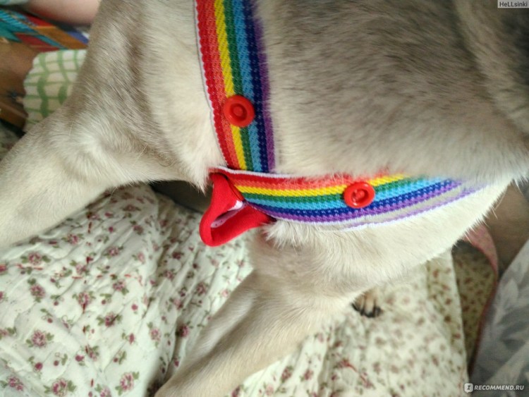 Собака лает успокойтесь