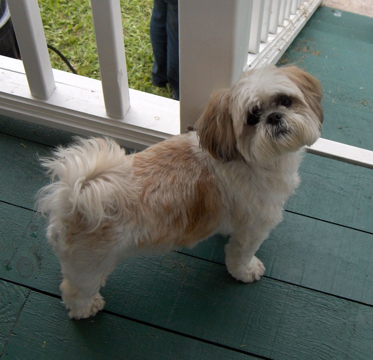 Корейская стрижка ши-тцу