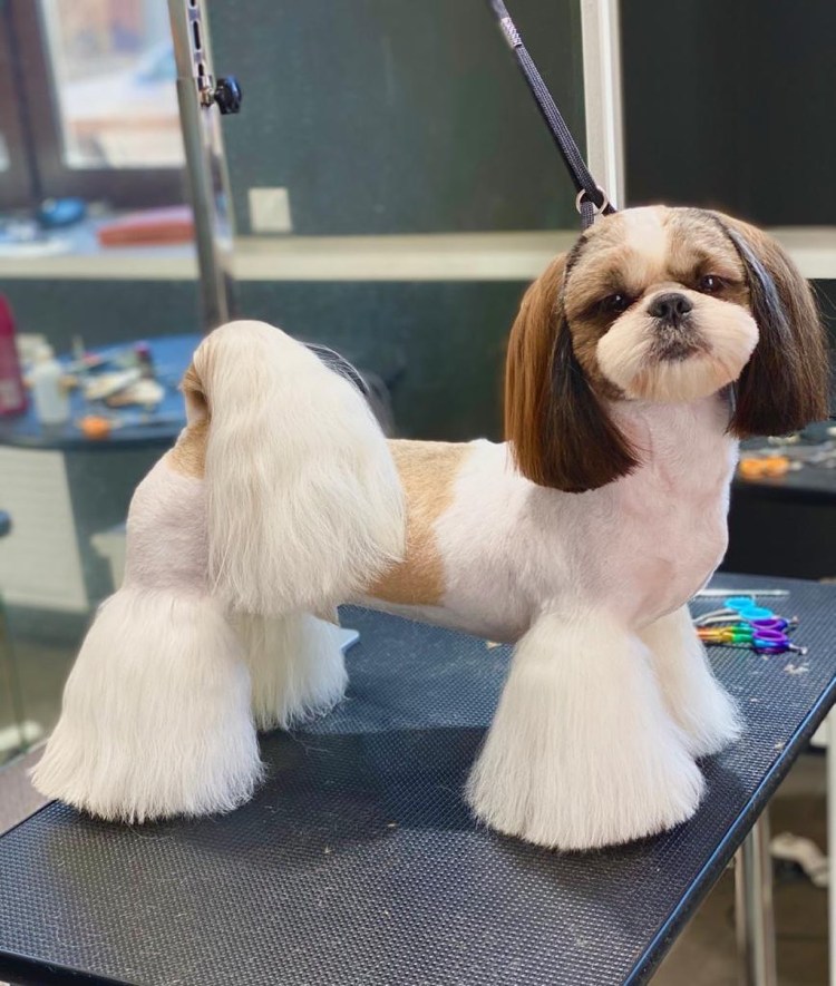 Короткая стрижка шитцу ши тцу