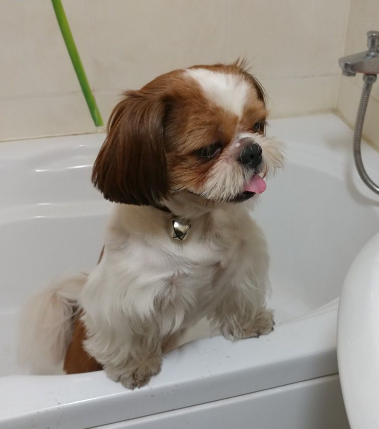 Гигиеническая стрижка ши тцу