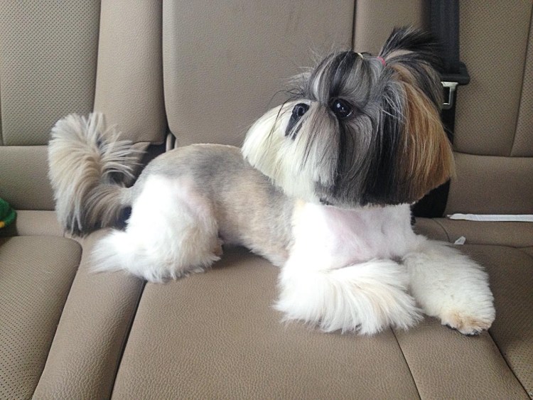 Порода собак йорки ши ТСУ