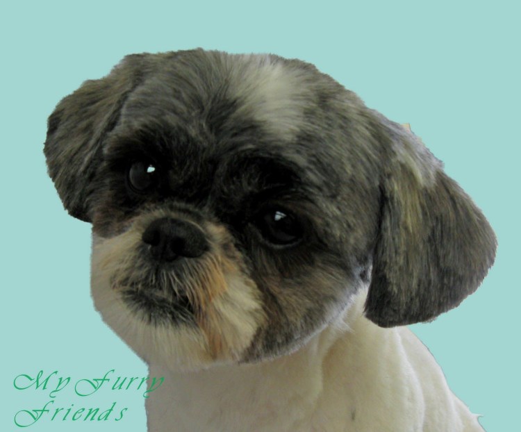 Стрижка ши тцу на лето